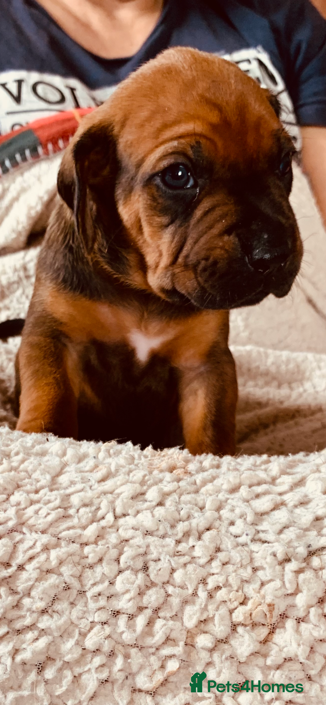 Rhodesian Ridgeback dogs for sale: Lovely Red Wheaten FULLY health tested parents in Pwllheli - Image 27