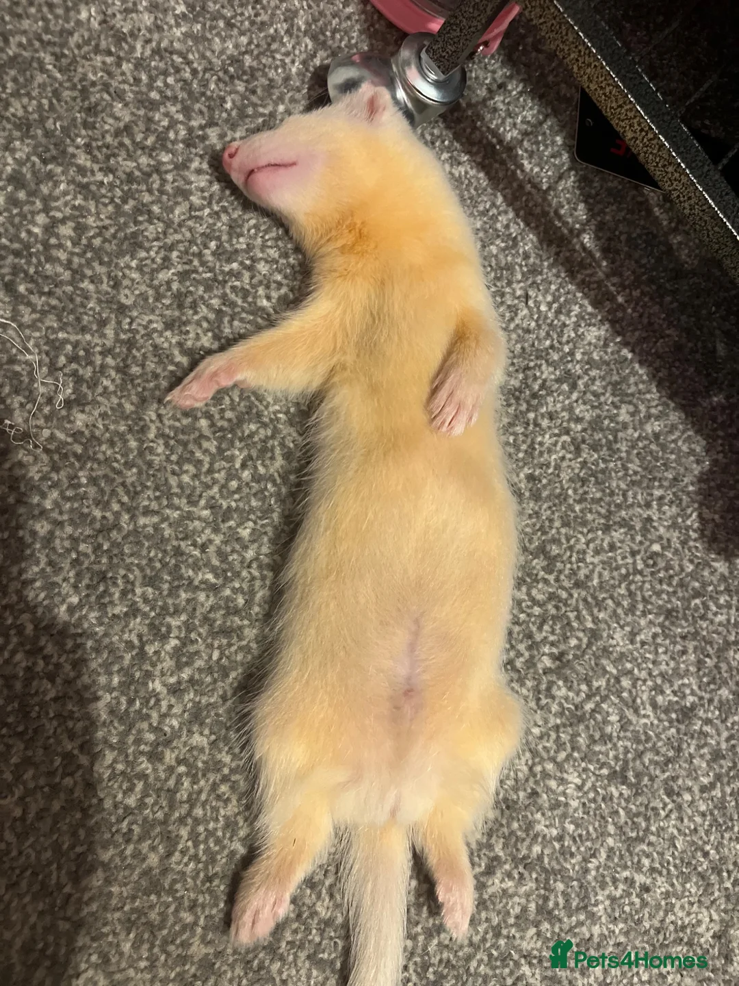 Ferret rodents for sale: Male Ferret for sale in Stockport - Advert 2