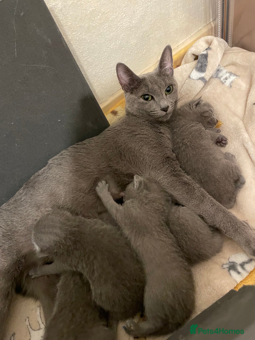 Russian Blue cats for sale: Russian blue TICA registered kittens  - Advert 8