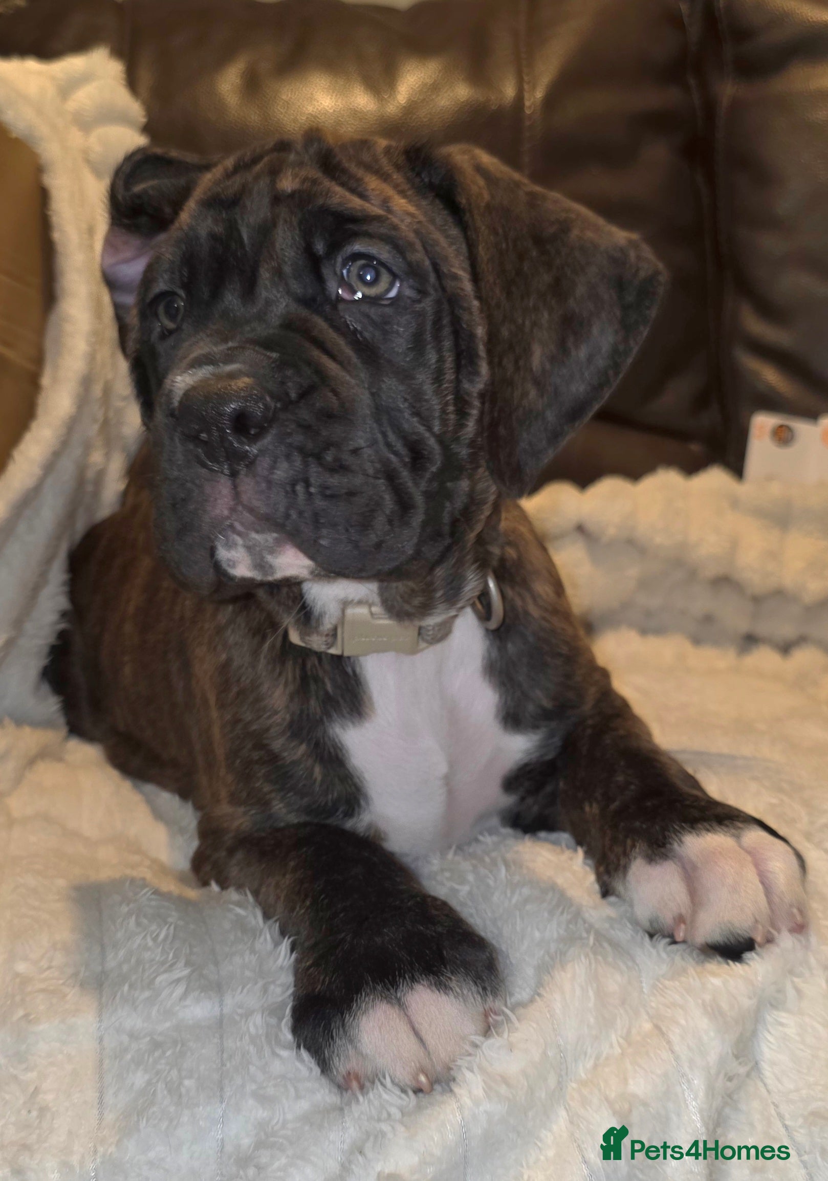 Boxer dogs READY NOW Beautiful boxer cross mastiff puppies - Advert 4
