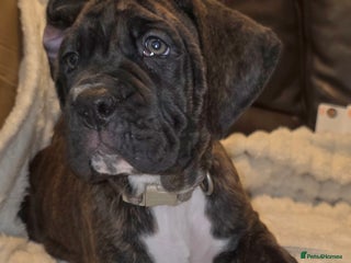Boxer dogs READY NOW Beautiful boxer cross mastiff puppies - Advert 4