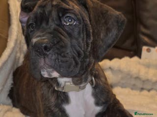 Boxer dogs READY NOW Beautiful boxer cross mastiff puppies - Advert 3
