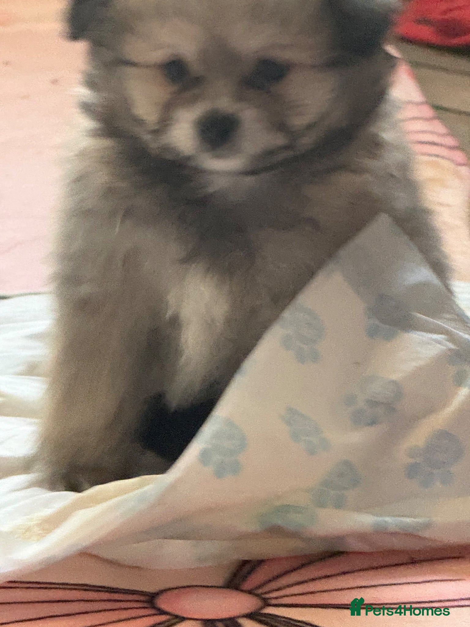 Mixed Breed dogs REDUCED Shihtzu x Pomeranian health checked  - Advert 2