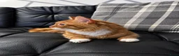 British Longhair cats for sale: Domestic longhair  - Advert 3