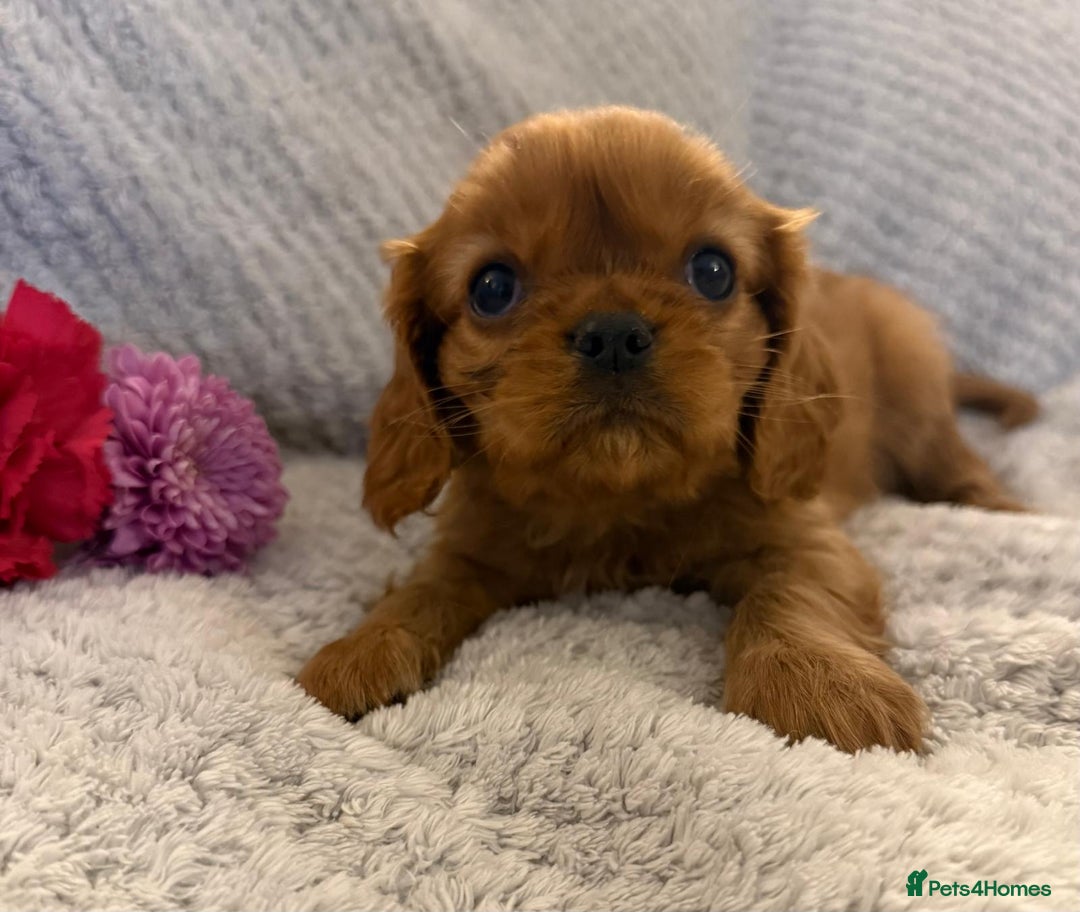 Cavalier King Charles Spaniel dogs for sale: KC REG, HEART, EYE AND DNA TESTED PARENTS - Image 28