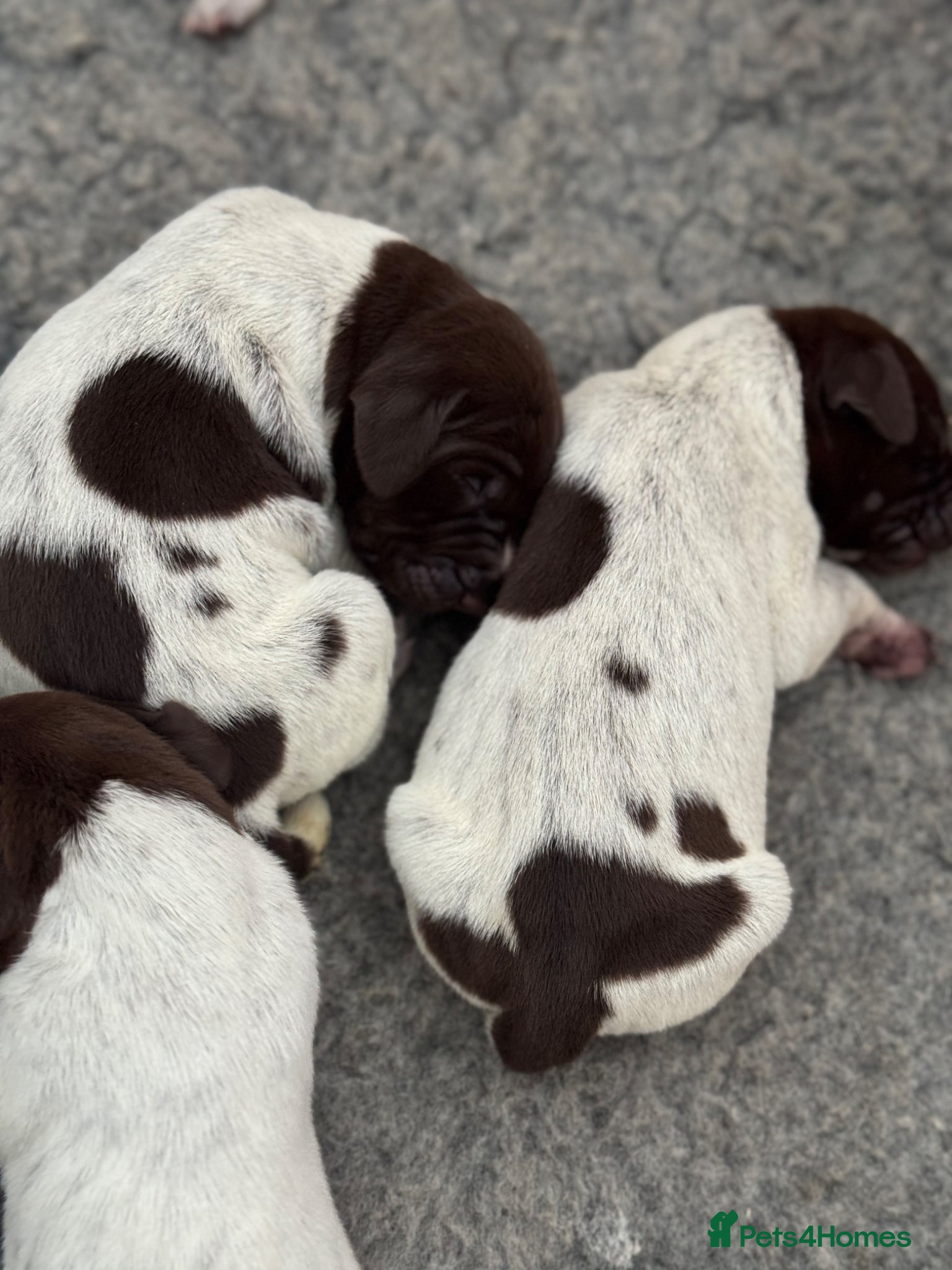 German Shorthaired Pointer dogs 🐾 KC Registered German Shorthaired Pointer Pups - Advert 1