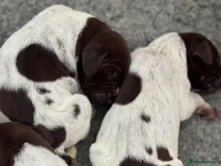 German Shorthaired Pointer dogs 🐾 KC Registered German Shorthaired Pointer Pups - Advert 1