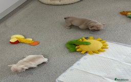 French Bulldog dogs for sale: French bulldog puppies  - Advert 17