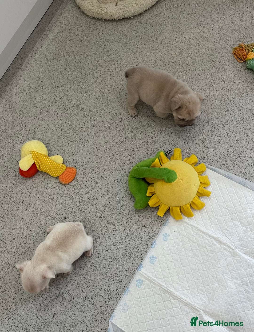 French Bulldog dogs for sale: French bulldog puppies  - Advert 17
