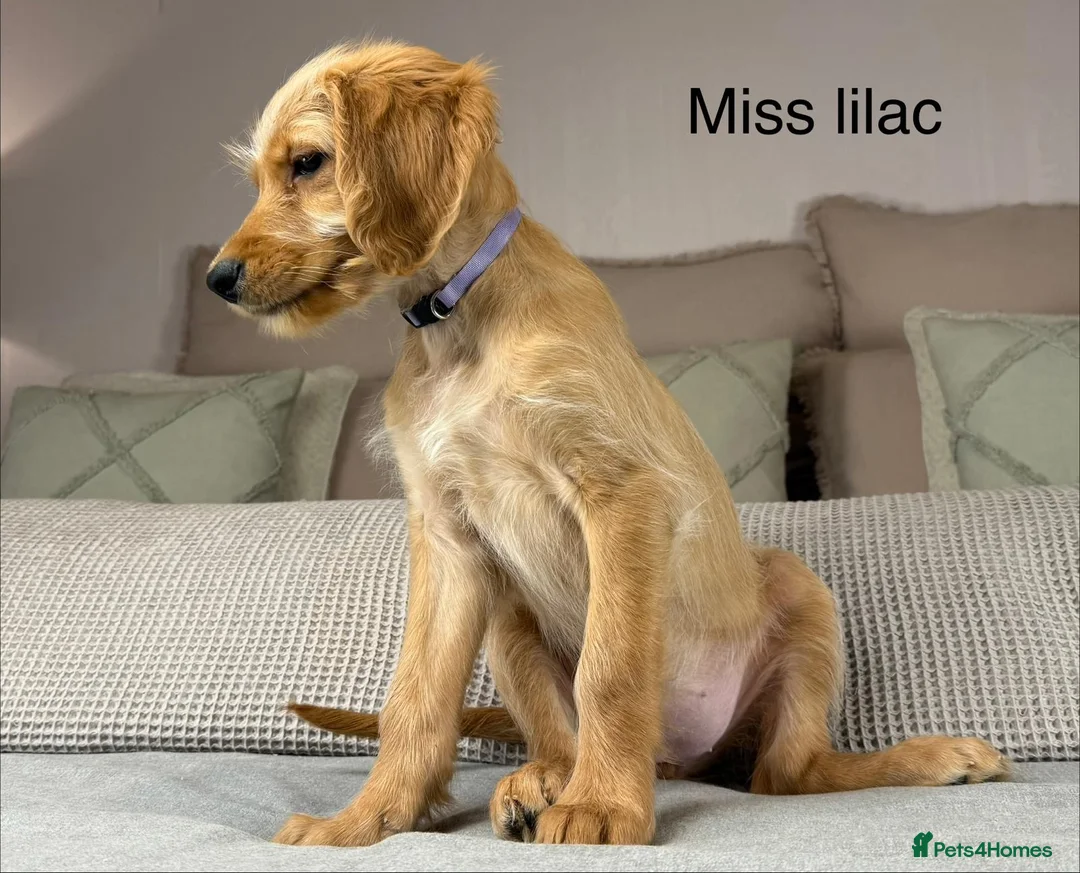 Goldendoodle dogs for sale: These will be stunning adults. Real head turners. - Advert 13