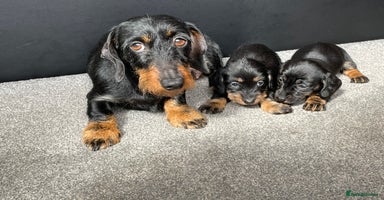 Miniature Dachshund dogs - Advert 6