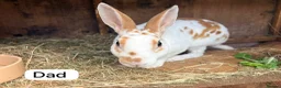 Rex rabbits for sale: Mini Rex Swansea  - Advert 16