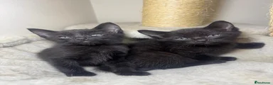 Siamese 2