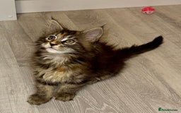 Maine Coon cats for sale: Pedigree Maine Coon kittens - Image 11