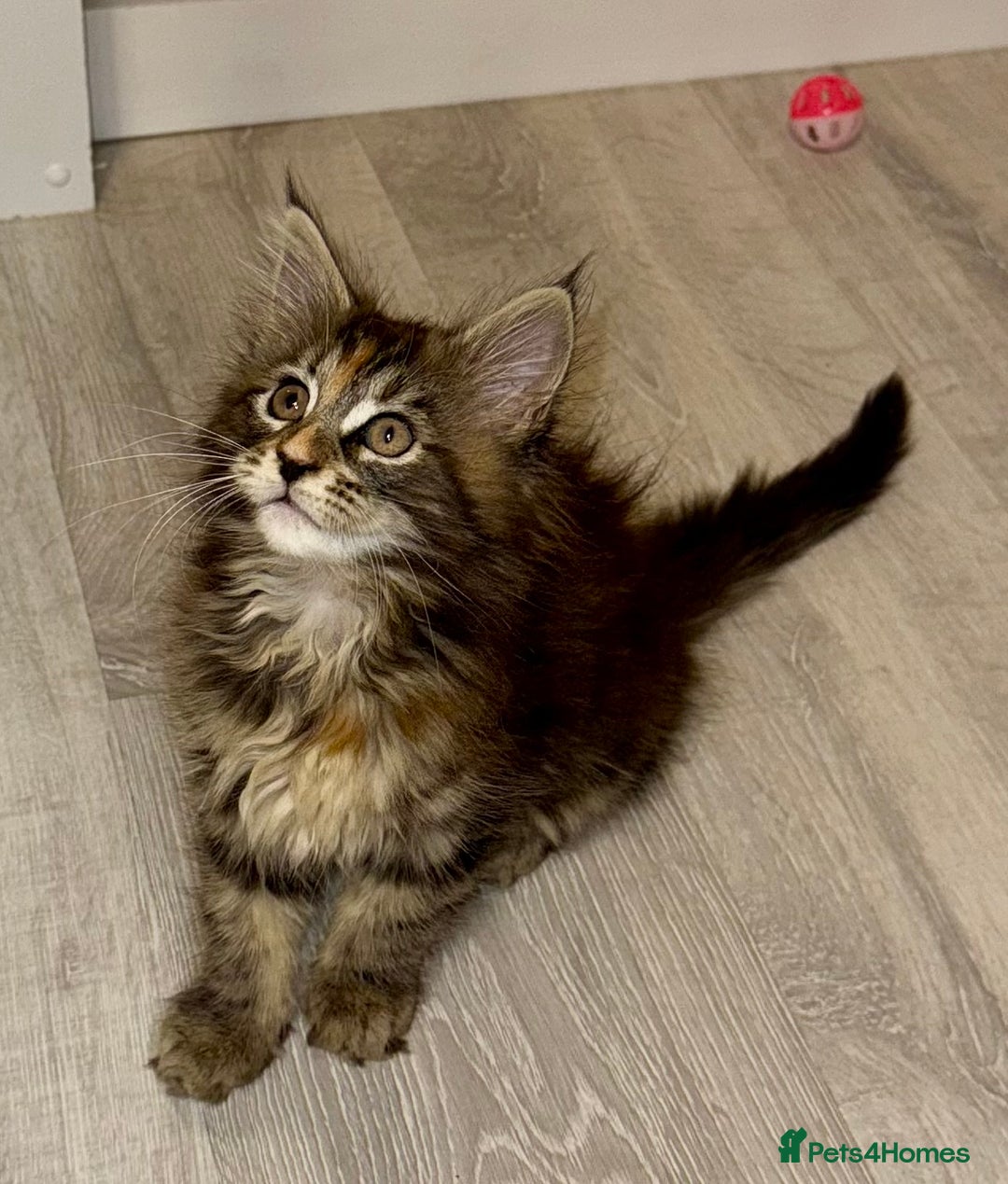 Maine Coon cats for sale: Pedigree Maine Coon kittens - Image 11