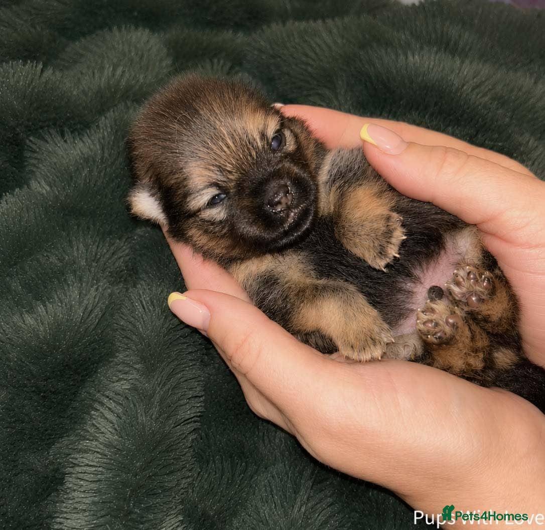Pomeranian dogs ✨ Available to the Very Best Home Only ✨ - Advert 1