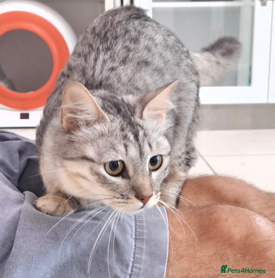 Mixed Breed cats for adoption: Aria - A Lovely & Cuddly Princess - Image 13