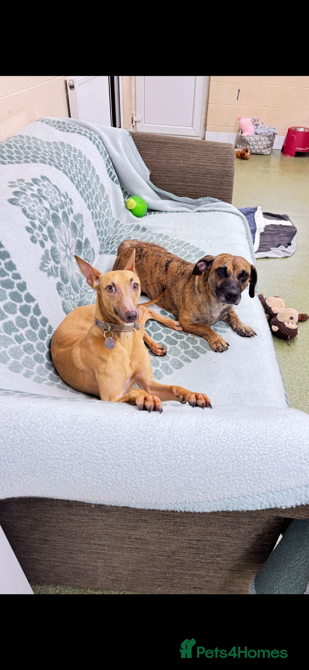 Italian Greyhound dogs for adoption: Mateo - Advert 4