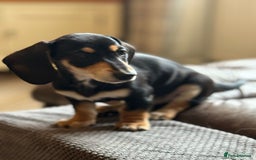 Miniature Dachshund dogs for sale: KC Reg Miniature Dachshund Puppies ✨READY NOW✨ - Image 13