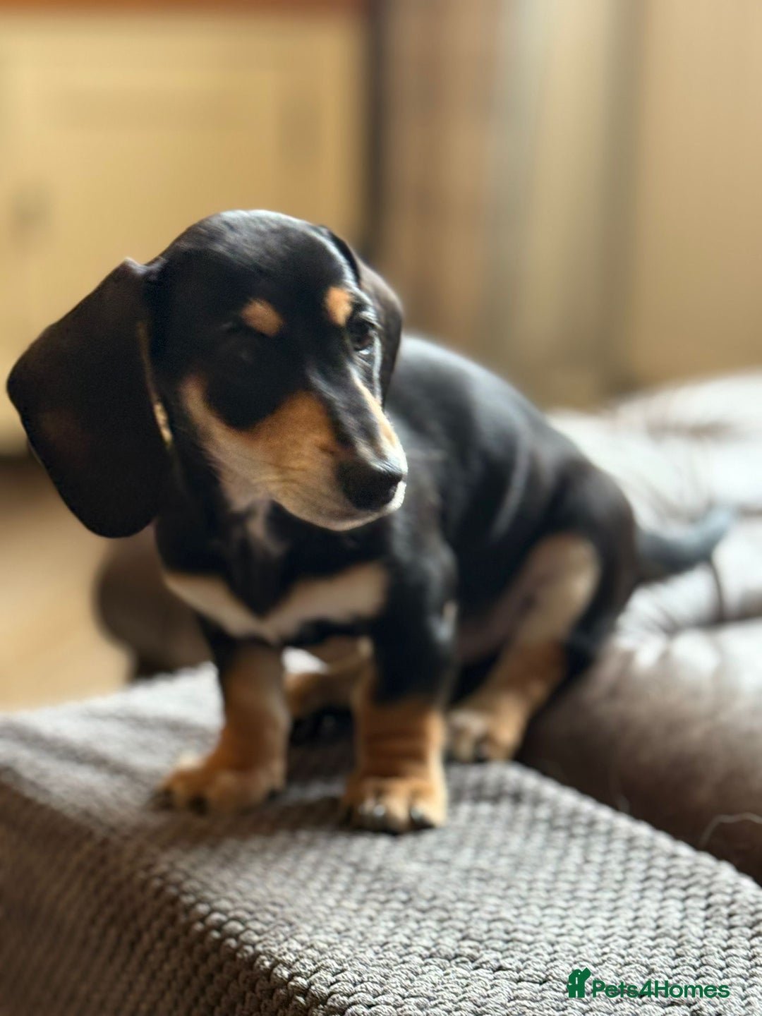 Miniature Dachshund dogs for sale: KC Reg Miniature Dachshund Puppies ✨READY NOW✨ - Image 13