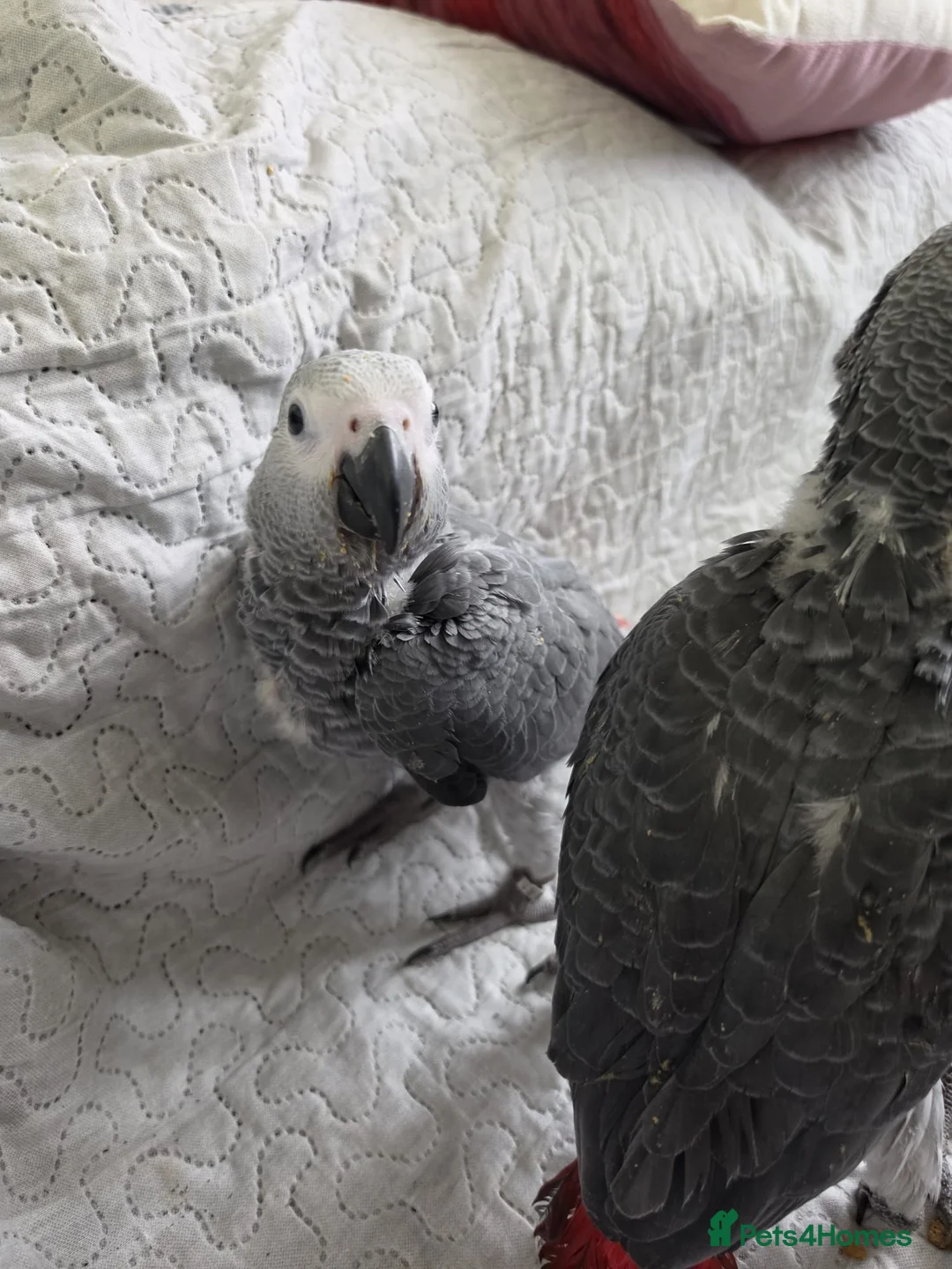 Parrots birds for sale: 2 African greys available  in Wembley - Advert 6