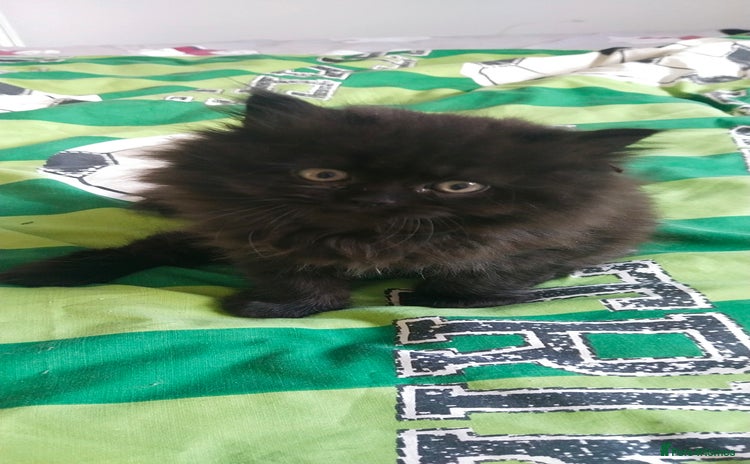 Persian cats - Advert 7