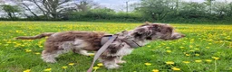 Cockapoo dogs for sale: 10 month old Cockapoo  in Crediton - Advert 11