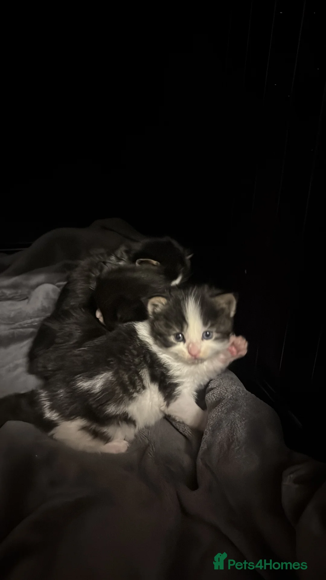 Maine Coon cats for sale: Maine Coon X Kittens - Advert 9