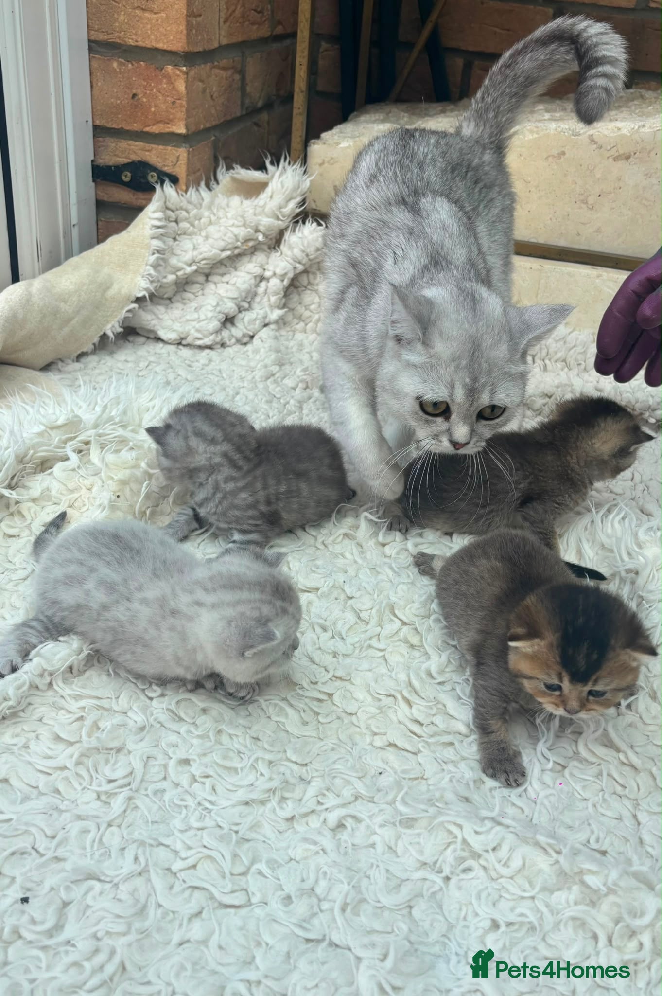 British Shorthair cats Exquisite British shorthair kittens - Advert 1