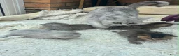 British Shorthair cats for sale: Exquisite British shorthair kittens - Advert 1