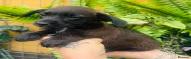 Jackapoo 3