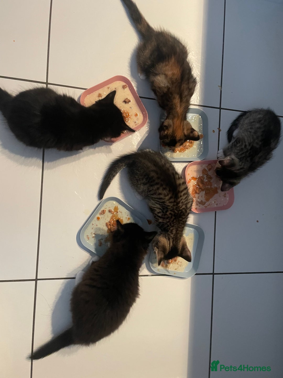 American Shorthair cats for sale: 2 kittens  - Image 8