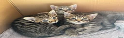 Mixed Breed cats for sale: 4 Beautiful Male Kittens Ready 15th May - Advert 31