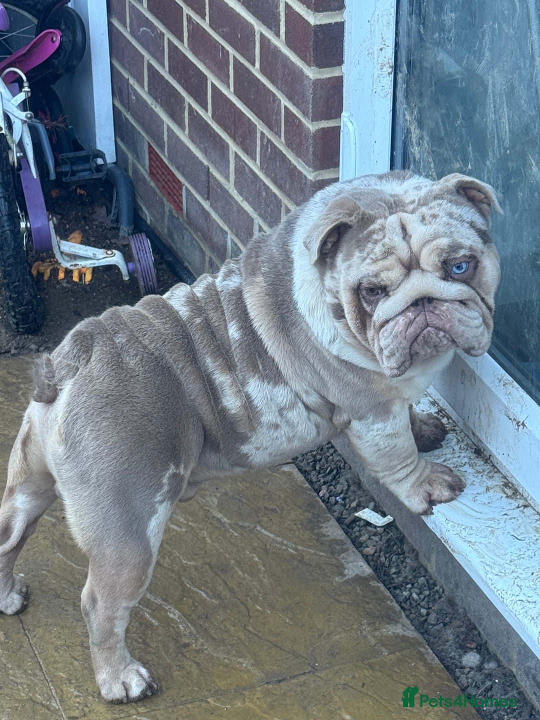 English Bulldog dogs for sale: Butch  - Advert 3