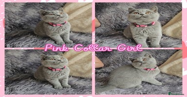 British Shorthair cats - Advert 4