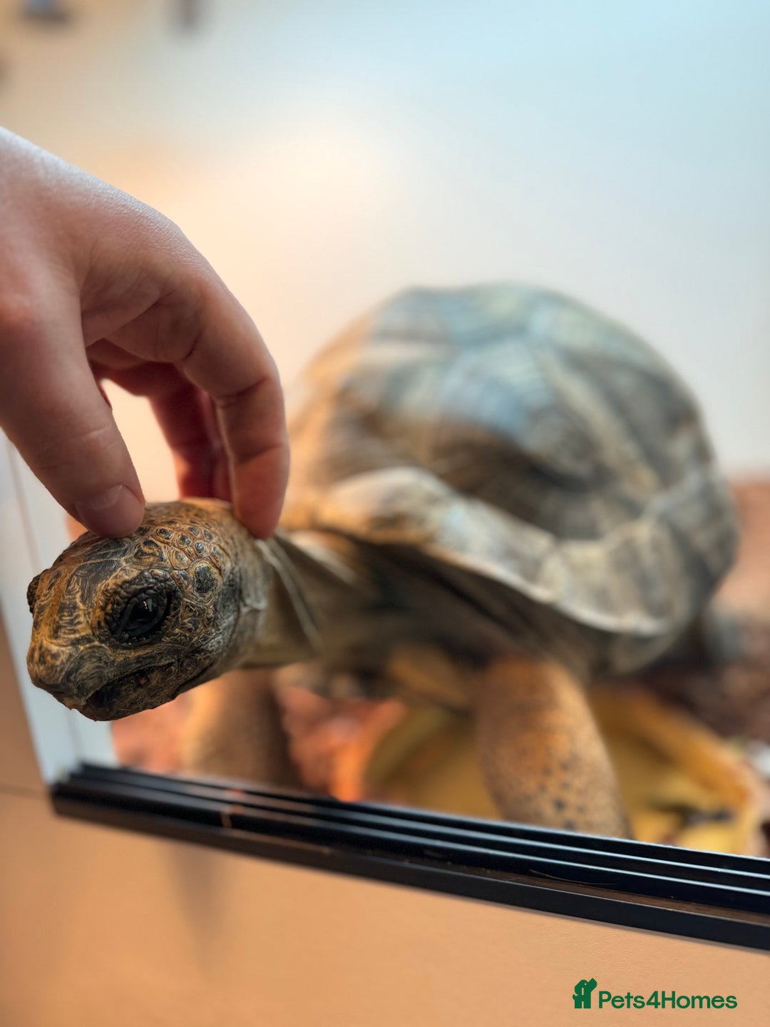 Tortoise reptiles for sale: Aldabra Male Tortoise 25kg - 2020 - Advert 4