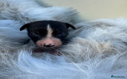 Mixed Breed dogs for sale: 🐾 Beautiful Whippet x Collie Puppies! 🐾 - Image 32