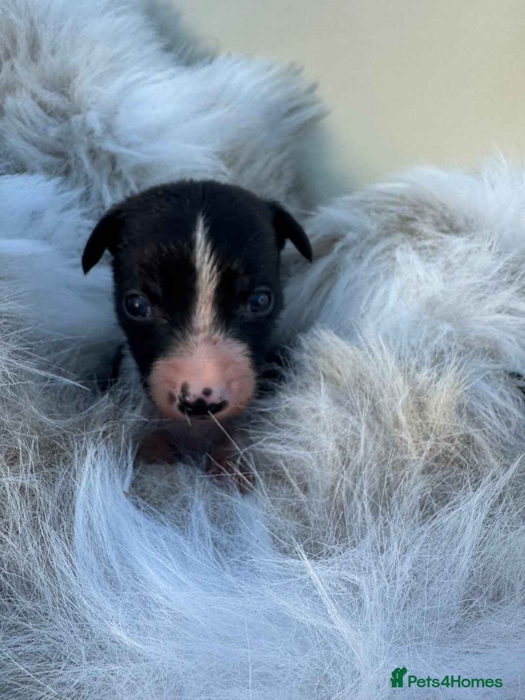 Mixed Breed dogs for sale: 🐾 Beautiful Whippet x Collie Puppies! 🐾 - Image 32