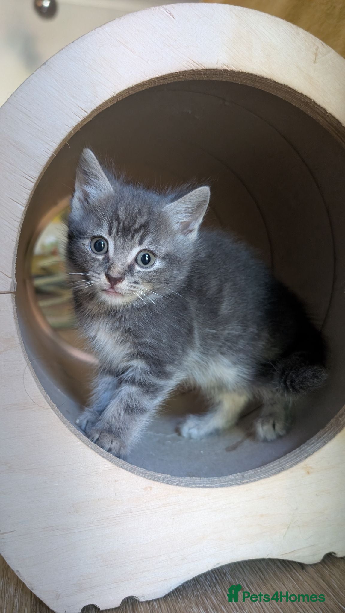 Ragcoon cats Beautiful Ragdoll / Bengal female 'Tabitha'  - Advert 1