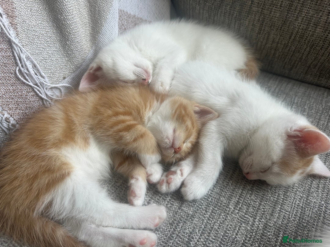 Turkish Van cats for sale: 5 beautiful kittens looking for families  - Image 19