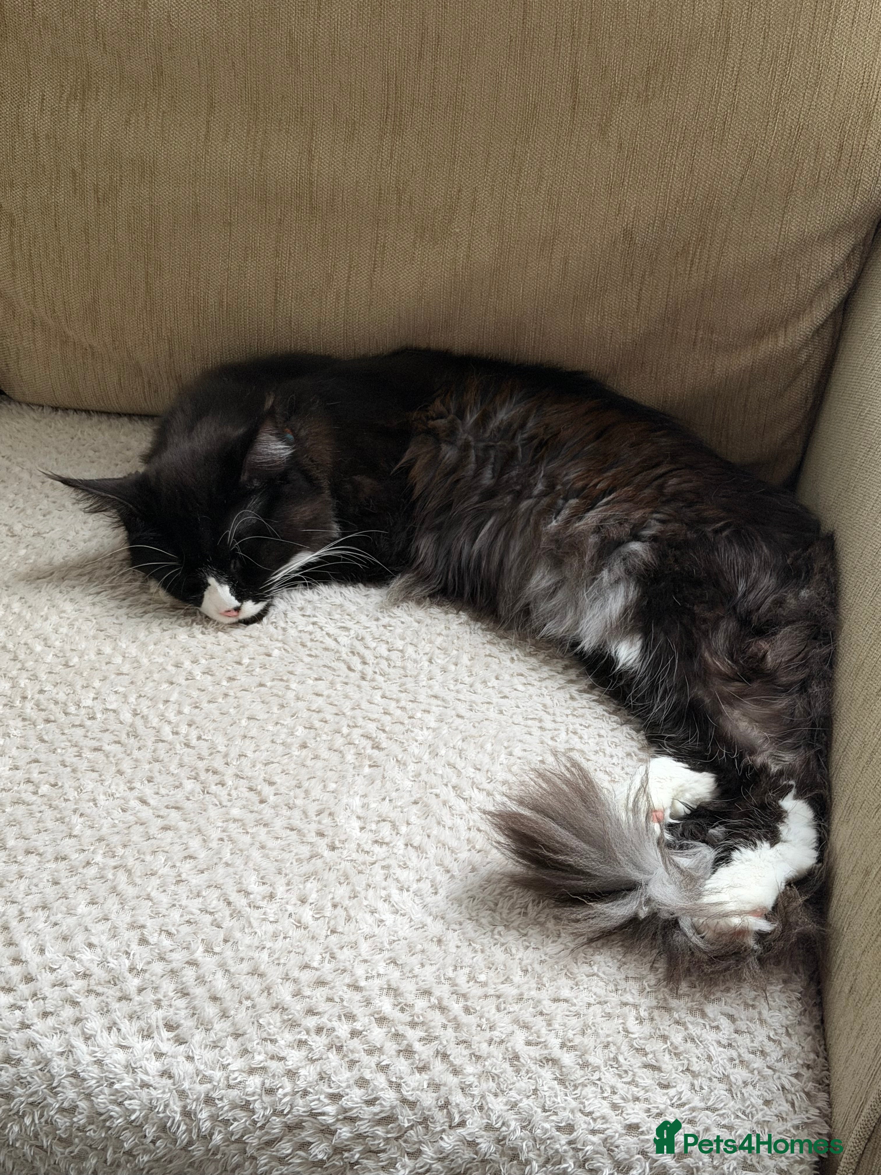 Maine Coon cats Gorgeous grey Mainecoon kitten  - Advert 8