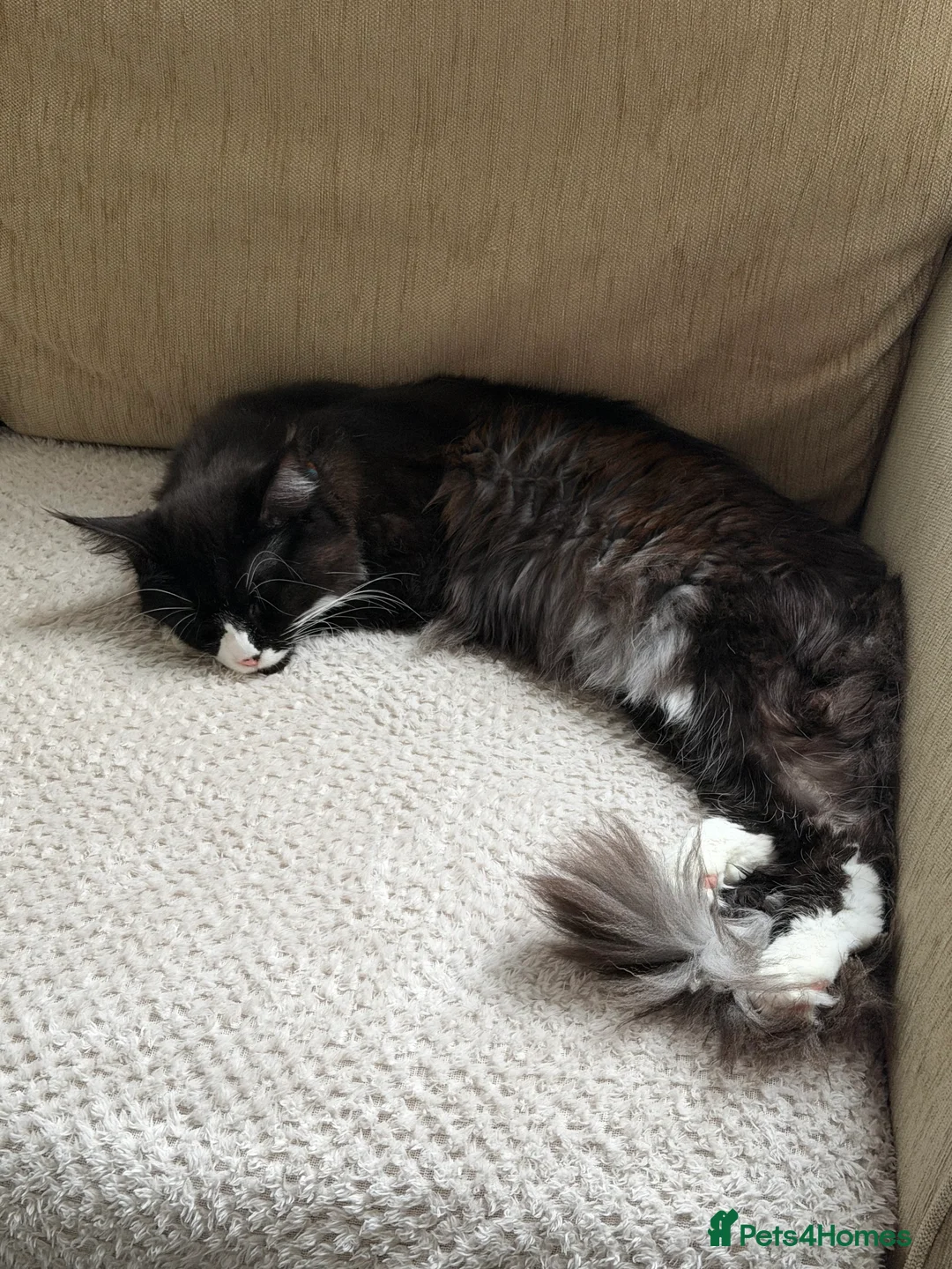 Maine Coon cats for sale: Gorgeous grey Mainecoon kitten  - Advert 1