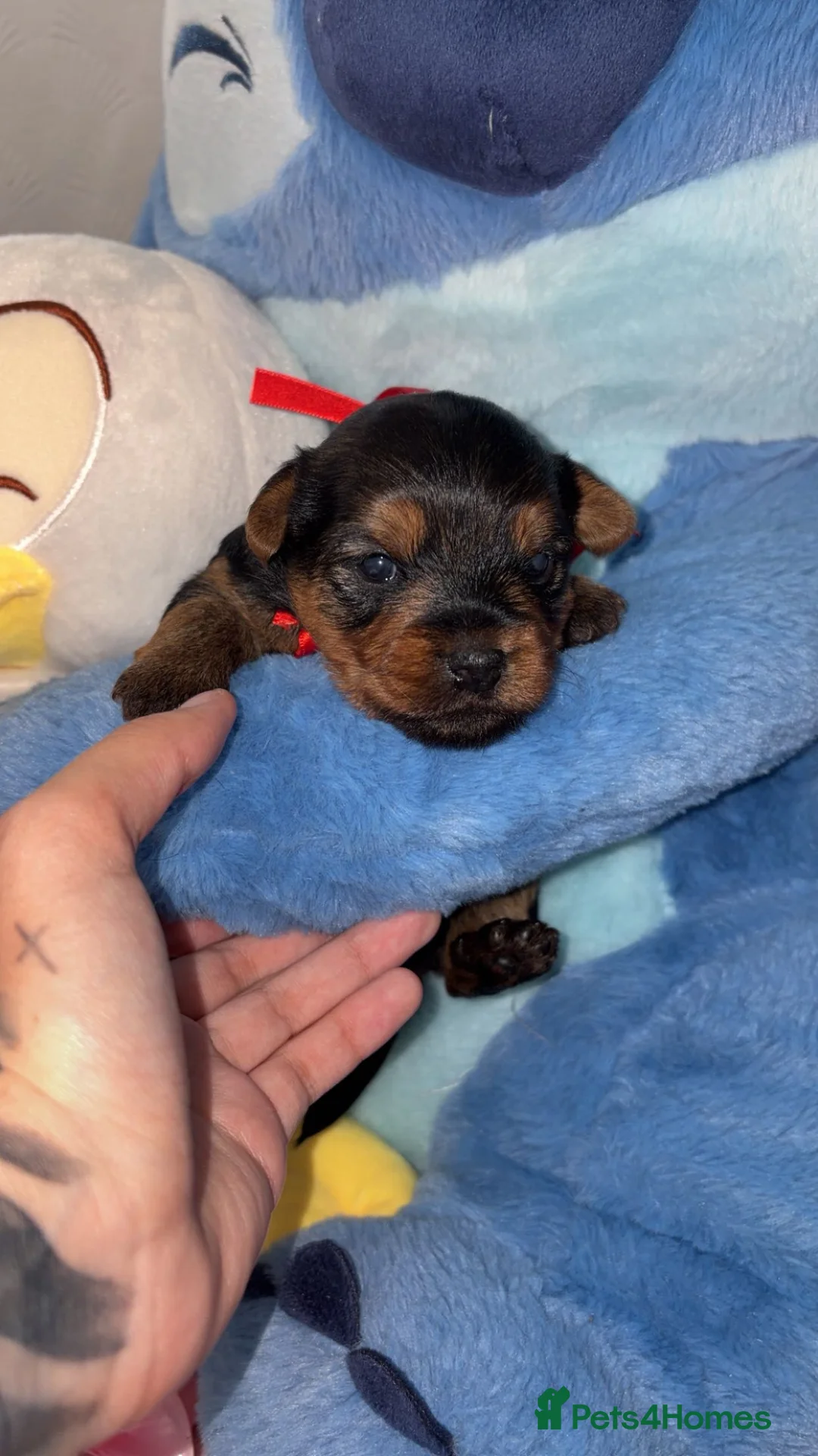 Yorkshire Terrier dogs for sale: Reservations are now open  in Bolton - Advert 2