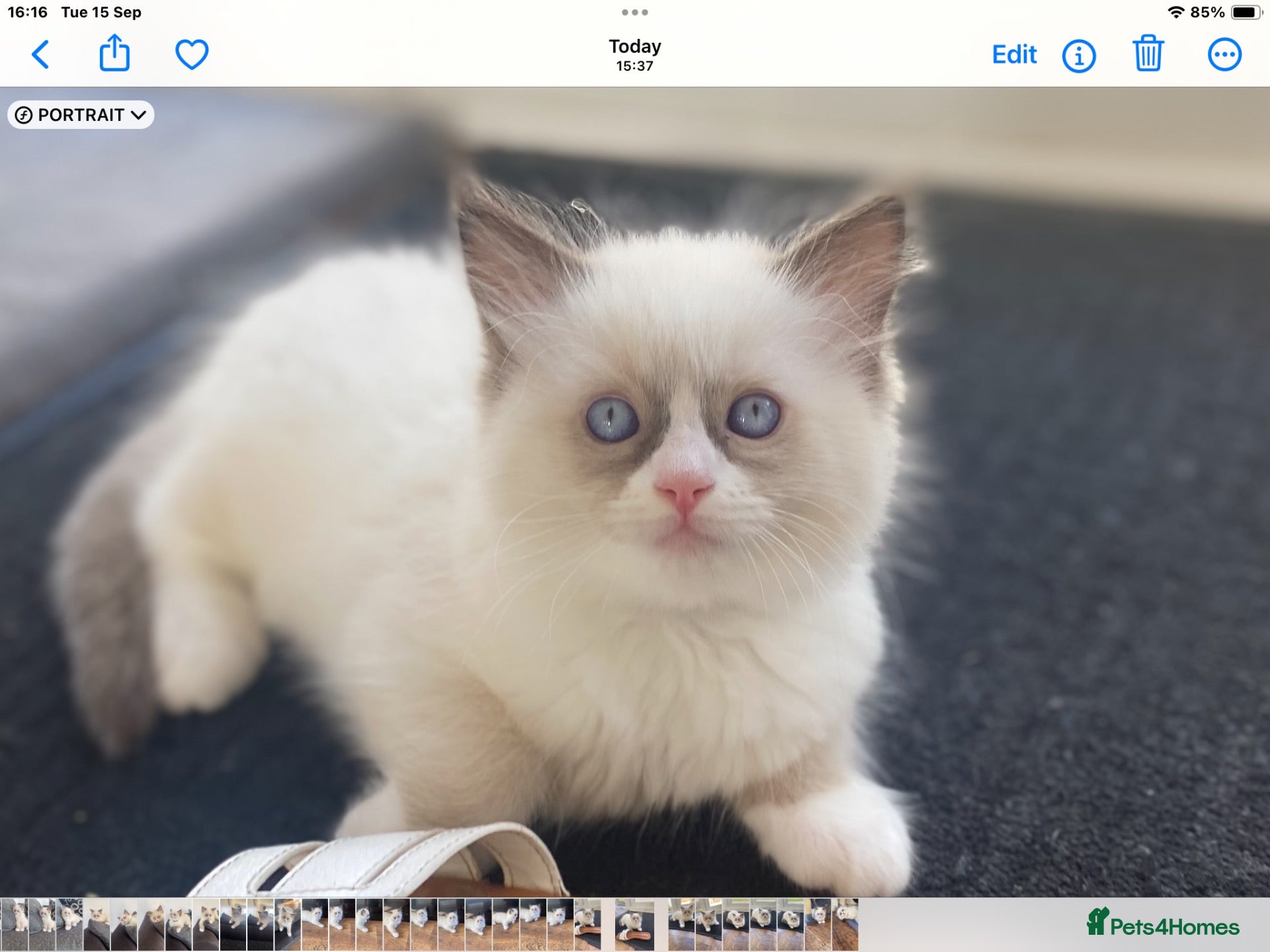 Ragdoll cats 100% Gccf Fully Traceable ragdoll kitten for sale - Advert 18
