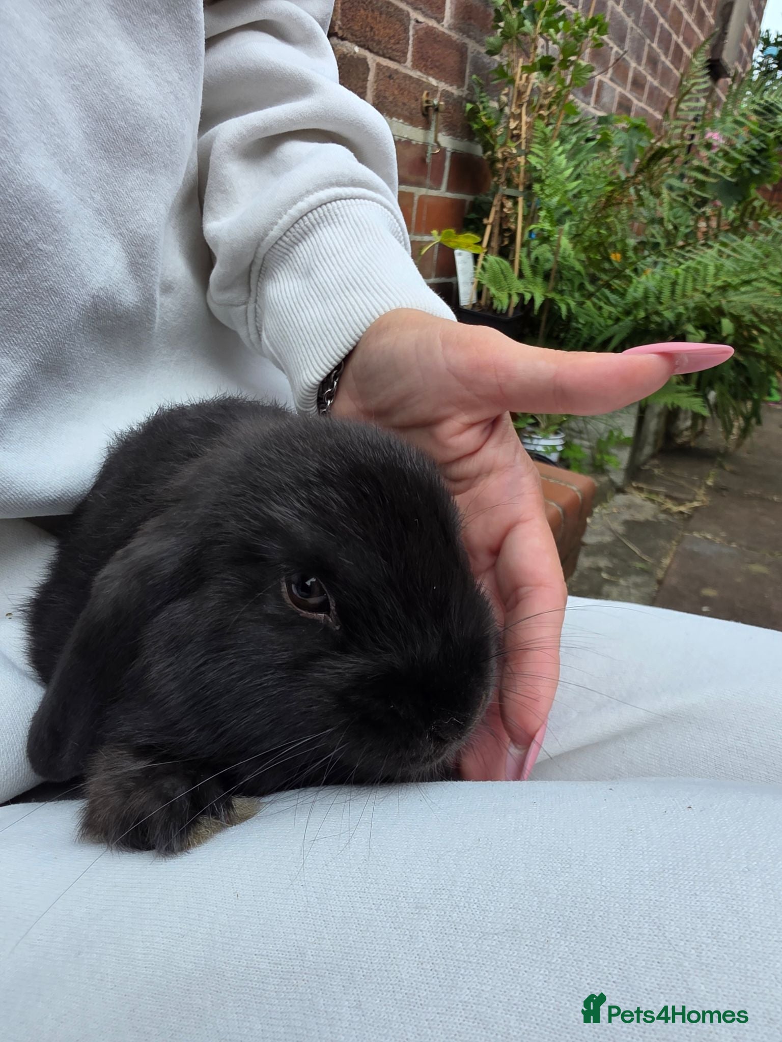 Mini Lop rabbits Mini loop - Advert 1