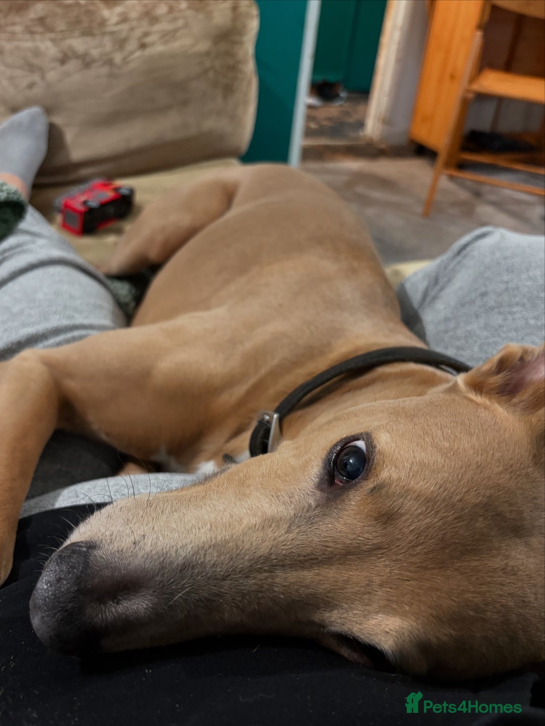 Mixed Breed dogs for sale: Rehoming 8 year old lurcher x greyhound - Advert 5