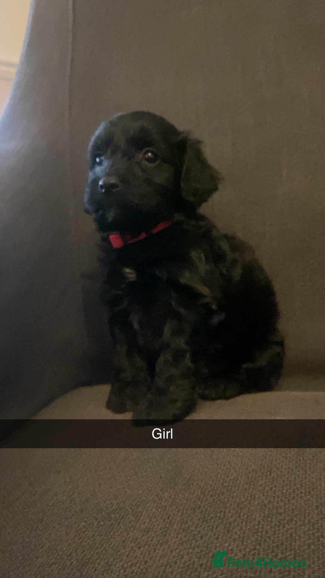 Cockapoo dogs for sale: Cockerpoo puppy’s  - Advert 4