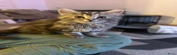 Mixed Breed cats for sale: Maine coon x chinchilla Persian kitten - Advert 10