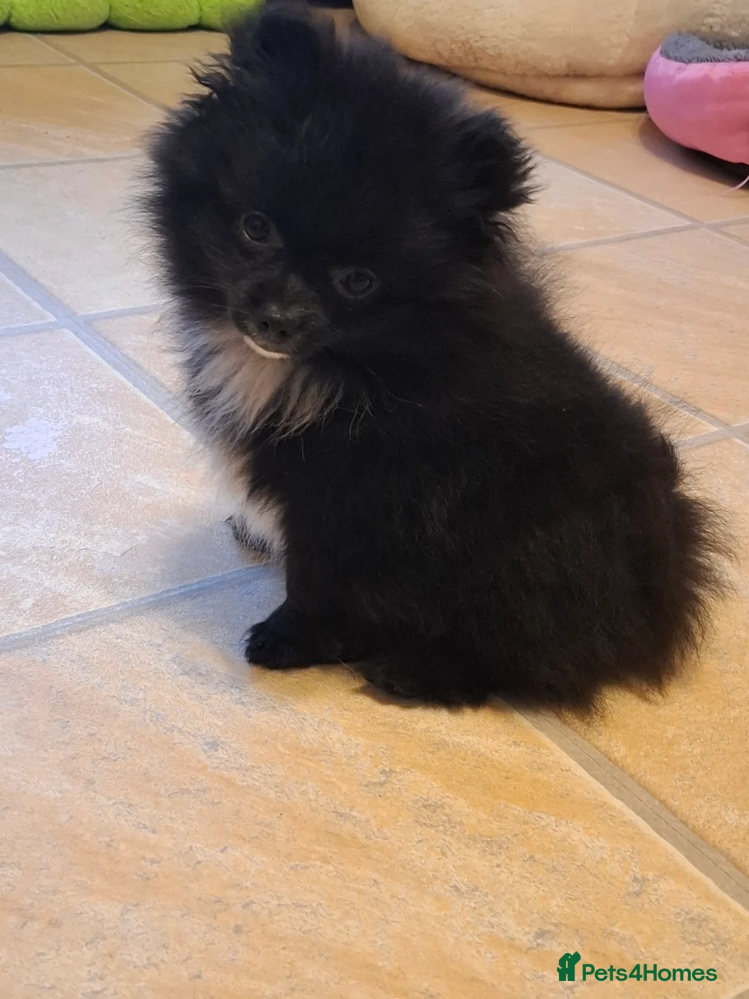 Pomeranian dogs for sale: Ready to travel to new home 🏡  - Advert 11