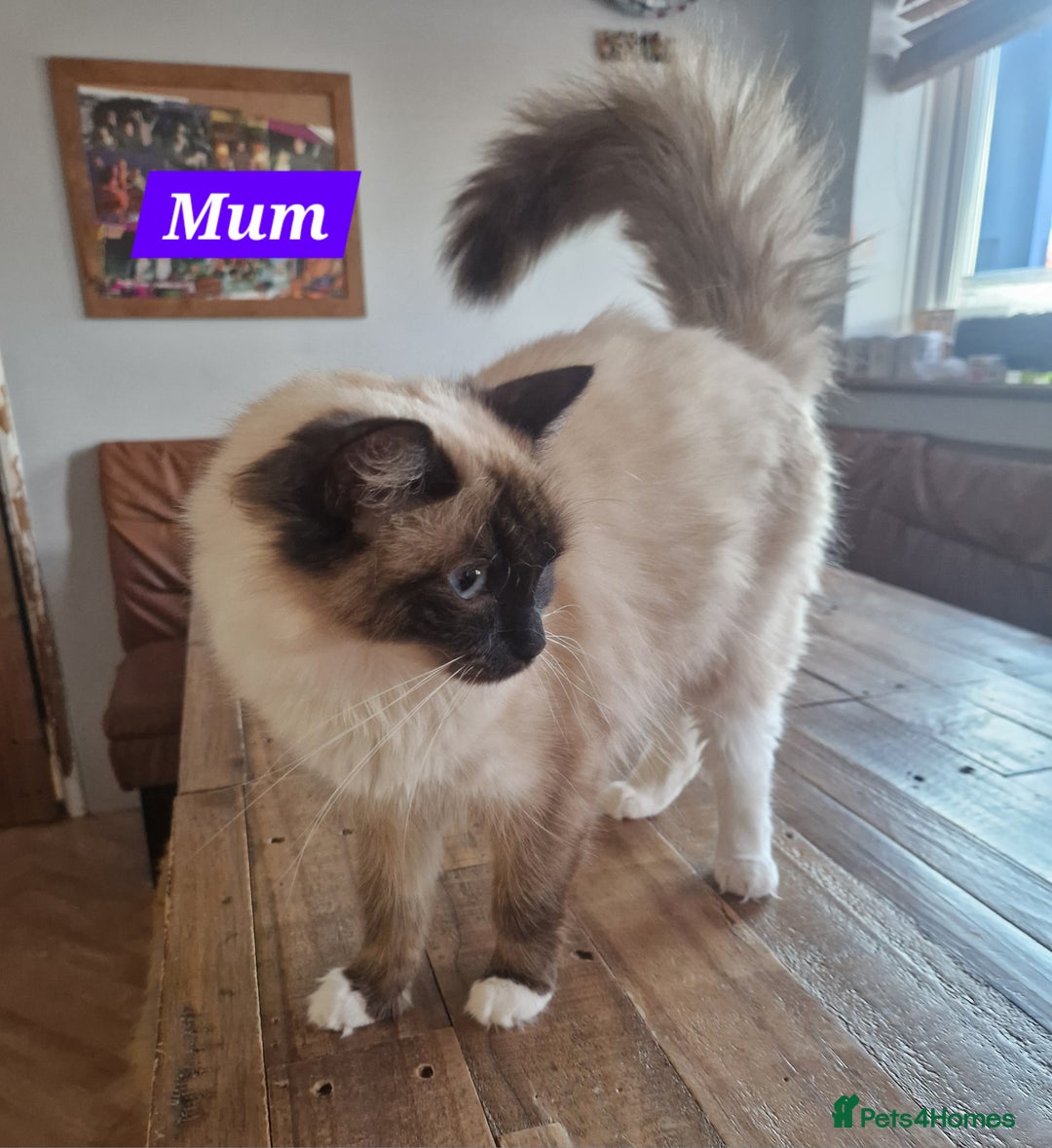 Ragdoll cats for sale: Gorgeous GCCF Ragdoll kittens READY NOW!!! - Image 10